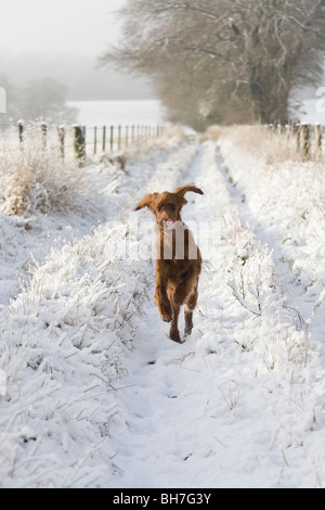 Giovani setter irlandese in esecuzione nella neve Foto Stock