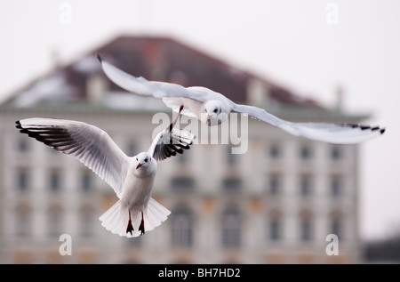 Gabbiani presso il palazzo di Nymphenburg Monaco di Baviera, Germania. Foto Stock