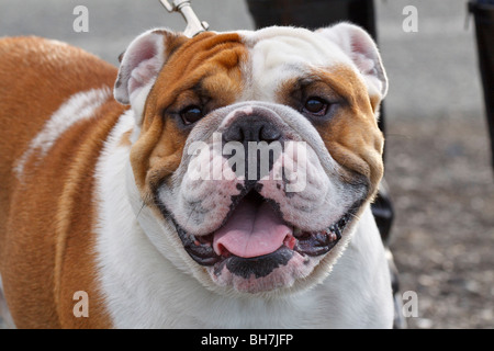 Primo piano del pet Bulldog inglese-Victoria, British Columbia, Canada. Foto Stock