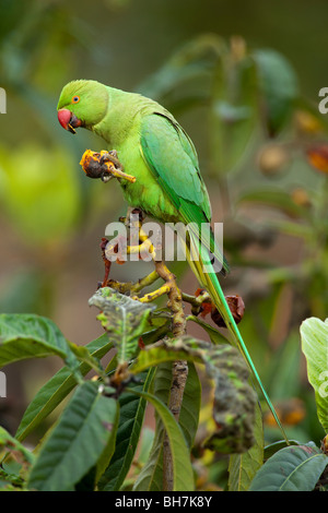 Ad anello o a collo alto ROSE-inanellati parrocchetto (Psittacula krameri) comune mangiare nespola frutto (Mespilus germanica). Foto Stock