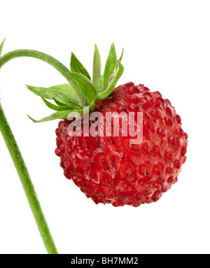 La Fragola Selvatica su uno sfondo bianco. Studio shoot. Macro. Foto Stock