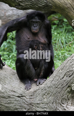 Bonobo baby scimpanzé pigmeo chimp cincinnati zoo Foto Stock