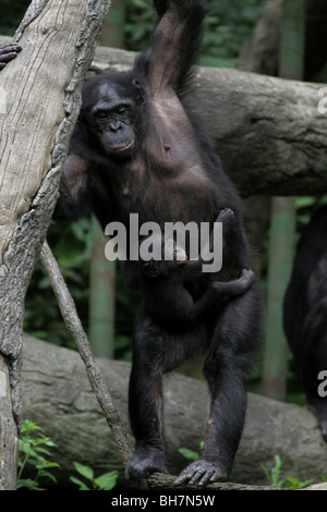 Bonobo baby scimpanzé pigmeo chimp cincinnati zoo Foto Stock