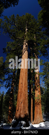 Sequoia gigante alberi (Sequoiadendron giganteum), Mariposa Grove Foto Stock
