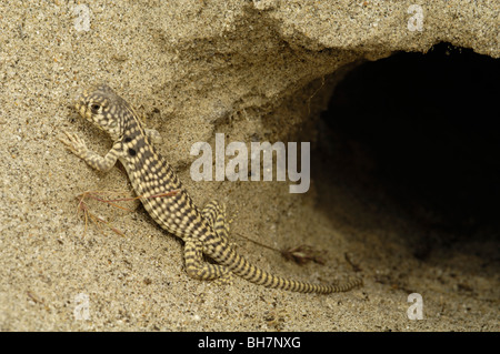 Deserto giovani iguana (Dipsosaurus dorsalis) Foto Stock