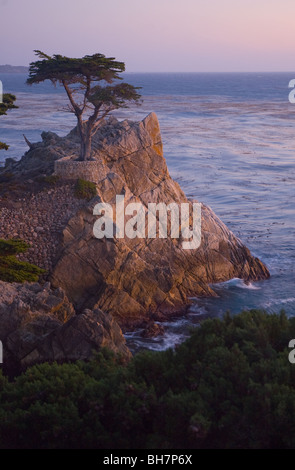 Lone Cypress, Pebble Beach, California USA Foto Stock