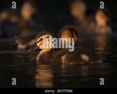 Mallard anatroccolo (Anas platyrhynchos) Foto Stock