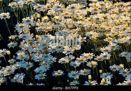 Piretro raccolto in fiore, Australia Foto Stock