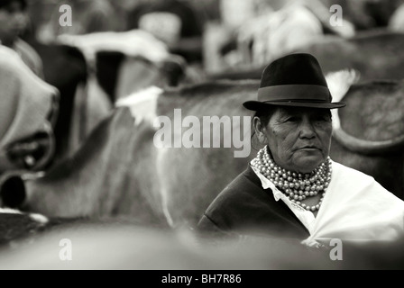 Ecuador, Otavalo, vista di un senior donna che indossa un cappello nero e più righe di perle dorate circondata con le mucche a bestiame bovino Foto Stock