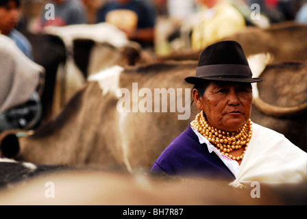 Ecuador, Otavalo, vista di un senior donna che indossa un cappello nero e più righe di perle dorate circondata con le mucche a bestiame bovino Foto Stock