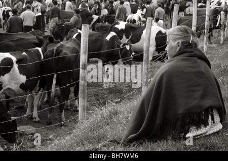 Ecuador, Otavalo, vista laterale di senior donna indigena con i capelli grigi, avvolto in un poncho viola guardando le mucche sezione Foto Stock