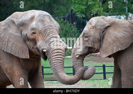 Due elefanti con i trunk intrecciano Foto Stock