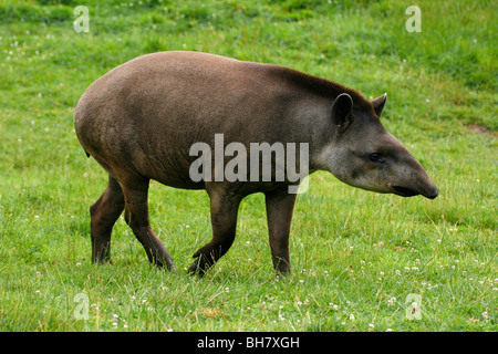 Brasiliano per adulti il tapiro (Tapirus terrestris) a Longleat Safari Park nel Wiltshire, Inghilterra, Regno Unito. Foto Stock