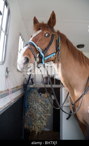 Un cavallo nel suo van per cavalli Foto Stock