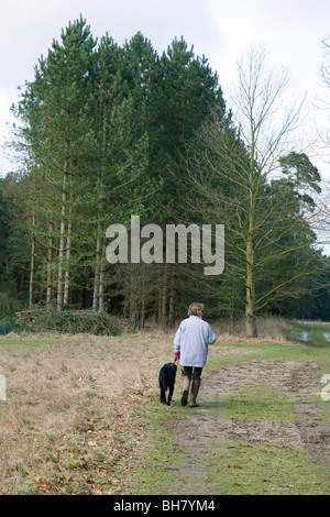 Una donna che cammina il Suo cane nei Boschi, Thetford Forest, Norfolk, Regno Unito Foto Stock