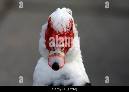 Anatra muta (Cairina moschata) Foto Stock