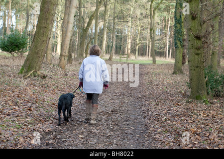 Una donna che cammina il Suo cane nei Boschi, Thetford Forest, Norfolk, Regno Unito Foto Stock