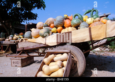 Frutta e verdura, stallo (patate, mele amare), PYRENEES-ORIENTALES FRANCIA Foto Stock