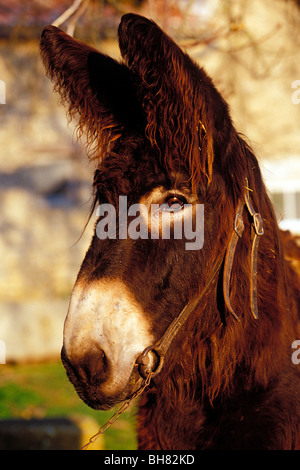 DAMPIERRE, Nazionale Fattoria degli asini, BAUDET DU POITOU, ritratto di un asino Foto Stock