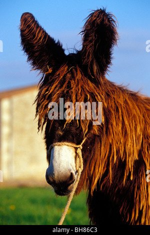 BAUDET DU POITOU, ritratto di un asino Foto Stock