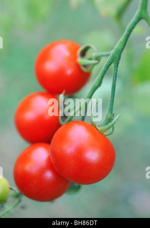 Pomodori che crescono su vite Foto Stock