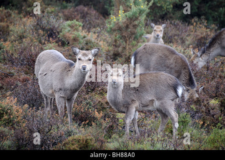 Cervi Sika e fawn Foto Stock