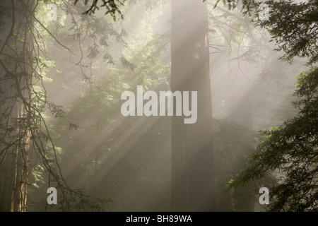 La luce del sole lo streaming attraverso gli alberi in una foresta Foto Stock