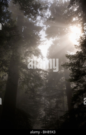 La luce del sole lo streaming attraverso gli alberi in una foresta di nebbia Foto Stock