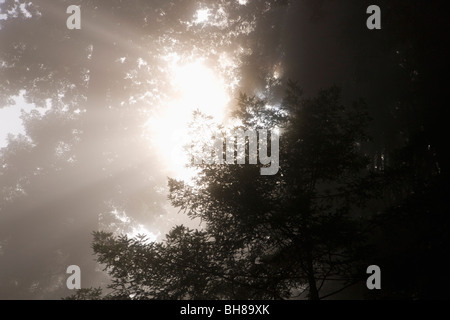 La luce del sole lo streaming attraverso gli alberi in una foresta di nebbia Foto Stock