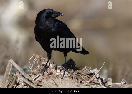 American Crow Corvus brachyrhynchos East Beach Santa Barbara California USA Foto Stock
