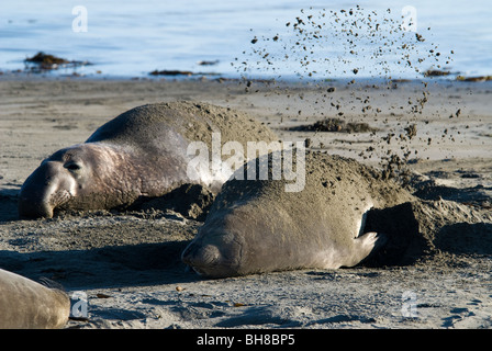 Northern foche elefanti Mirounga angustirostris vacca e bull PIEDRAS BLANCAS California USA Foto Stock