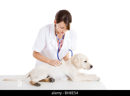 Giovane veterinario femmina avendo cura di un bellissimo labrador cane Foto Stock