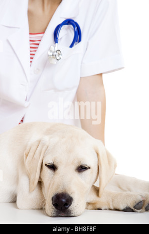 Giovane veterinario femmina avendo cura di un bellissimo labrador cane Foto Stock