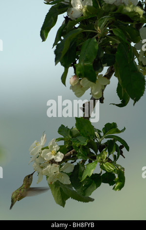 Calliope hummingbird (Stellula calliope) alimentare il nettare dei fiori, donna o bambino Foto Stock