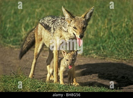 Femmina nera backed Jackal con il pup in movimento su un pomeriggio caldo dal vecchio den a una nuova Riserva Nazionale di Masai Mara Kenya Africa Foto Stock