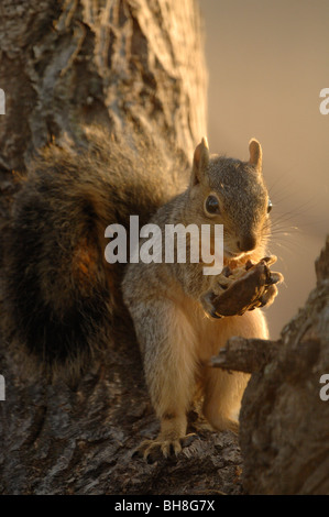 Fox orientale scoiattolo (Sciurus niger) Foto Stock