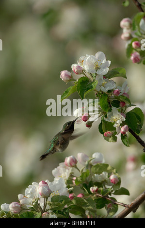 Nero-chinned hummingbird maschio (Archilocus alexandri) alimentare il nettare dei fiori Foto Stock