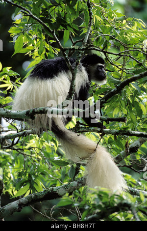Colobus guerza Eastern Black and White Colobus seduto in un albero Parco Nazionale di Arusha in Tanzania Foto Stock