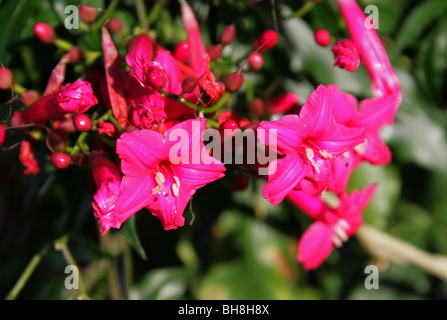 Signora Doorly la gloria di mattina, il Cardinale superriduttore e Prince Kuhio Vine, Ipomoea horsfalliae var briggsii, Convolvulaceae Foto Stock