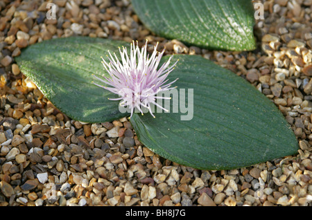 Abrahams libro o footprint olandese fiore, Massonia pustulata, Hyacinthaceae, Provincia del Capo, in Sud Africa. Foto Stock