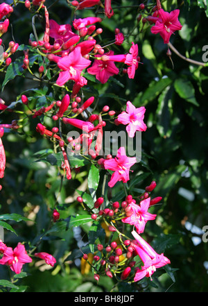 Signora Doorly la gloria di mattina, il Cardinale superriduttore e Prince Kuhio Vine, Ipomoea horsfalliae var briggsii, Convolvulaceae Foto Stock