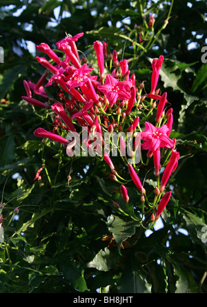 Signora Doorly la gloria di mattina, il Cardinale superriduttore e Prince Kuhio Vine, Ipomoea horsfalliae var briggsii, Convolvulaceae Foto Stock