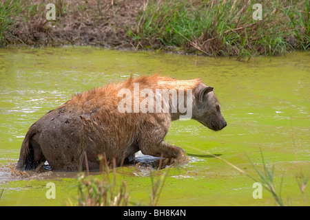 Femmina adulta Spotted Hyena rinfrescarsi in piscina. Foto Stock