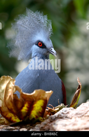 Western Crowned-Pigeon (Goura cristata) Foto Stock