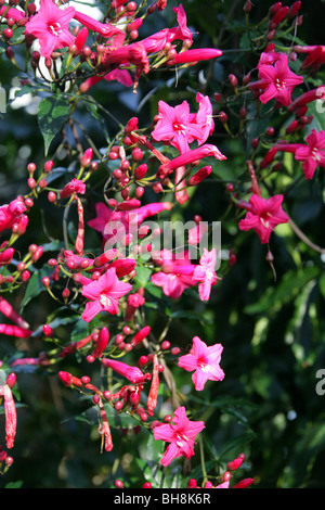 Signora Doorly la gloria di mattina, il Cardinale superriduttore e Prince Kuhio Vine, Ipomoea horsfalliae var briggsii, Convolvulaceae Foto Stock