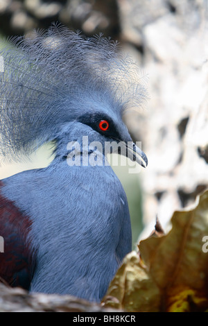 Western Crowned-Pigeon (Goura cristata) Foto Stock