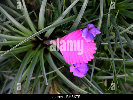 Cappello rosa, Tillandsia cyanea, Bromeliaceae, Ecuador, Sud America. Brattee rosa da cui fiori viola emergere. Foto Stock