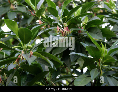 La Birmania di mangrovia, Mangrove o orientali di mangrovia, Bruguiera gymnorrhiza, Rhizophoraceae, tropicali Asia e Pacifico, Australasia. Foto Stock