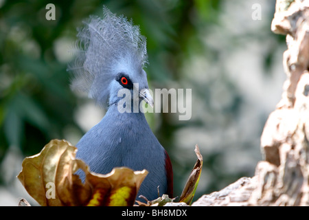 Western Crowned-Pigeon (Goura cristata) Foto Stock