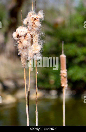 Cattails (Typha latifolia) Foto Stock